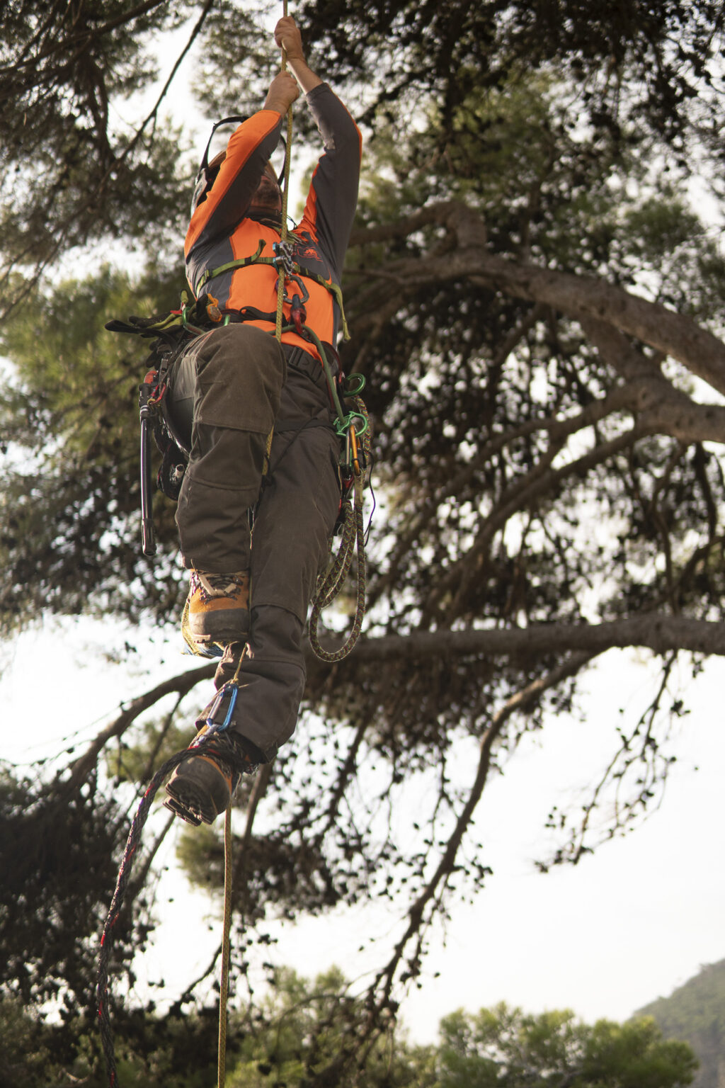 Detalle de un corte de poda limpio siguiendo los principios de la arboricultura
