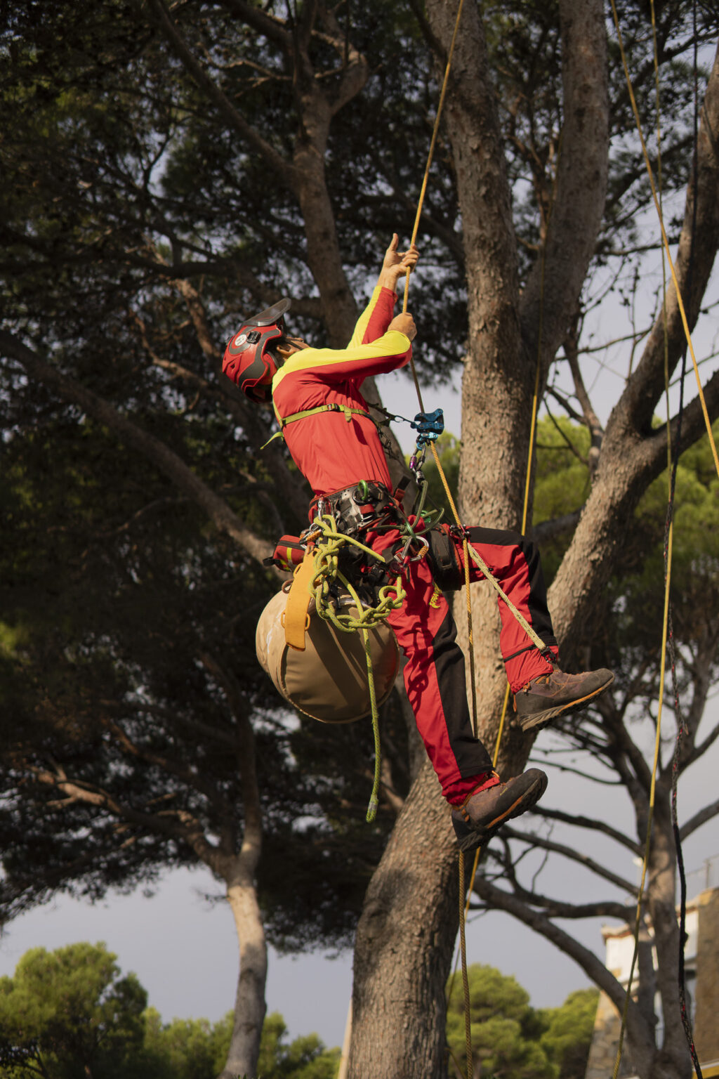 Bagur con Cuerdas Arboricultor realizando poda de formación en un árbol de gran porte.