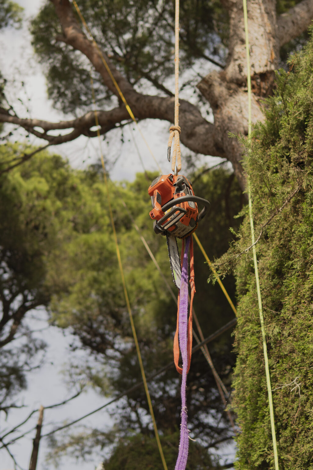 Tala de Árboles en Espacios Confinados