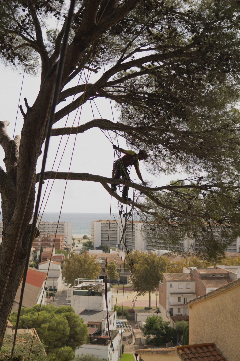 Tala Controlada de Árboles en Palafrugell