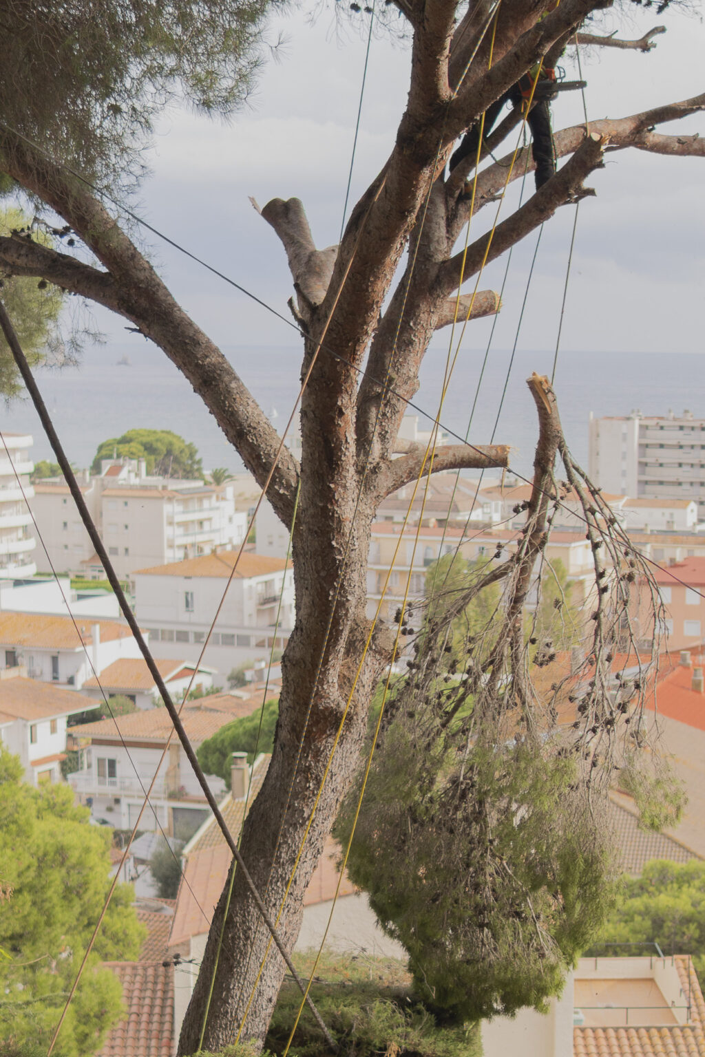 Triturado de ramas y limpieza del terreno tras una tala en Palafrugell.