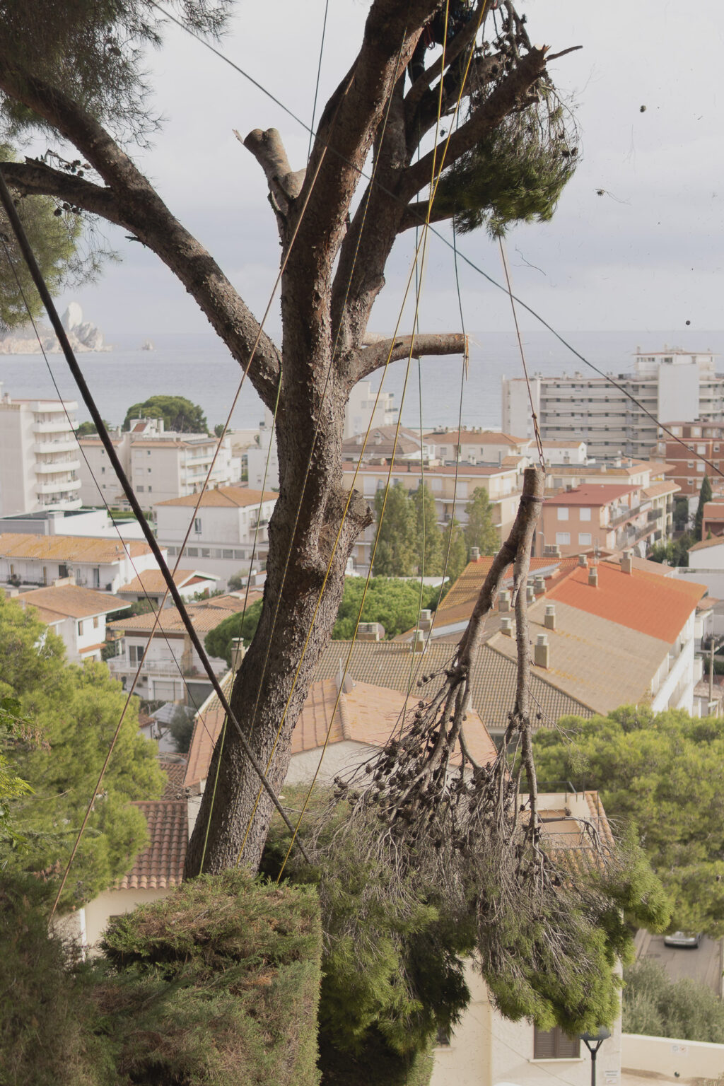 Trabajos de Altura Arboricultor equipado con arnés y cuerdas realizando una inspección de copa